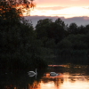 S�w�a�n� �L�a�k�e���. Keywords: Andy Morley;D�u�s�k�;�e�v�e�n�i�n�g�;�l�a�k�e�;�w�a�t�e�r�;�s�u�n�s�e�t�;�g�o�l�d�;�g�o�l�d�e�n�;�p�i�n�k�;�s�w�a�n�;�s�w�a�n�s�;�r�e�f�l�e�c�t�i�o�n�;�r�e�f�l�e�c�t�e�d�;�c�a�l�m�;�p�e�a�c�e�;�p�e�a�c�e�f�u�l�;�r�e�s�t�f�u�l���